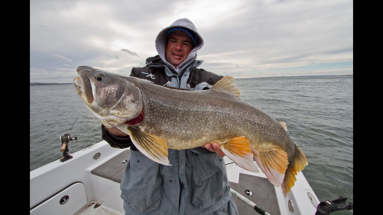 Insane Trophy Lake Trout on Fort Peck Reservoir - YouTube