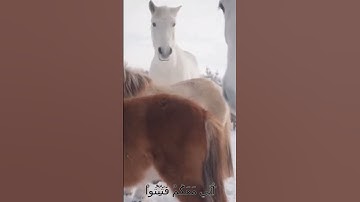 سورة الأنفال وكا.نك تسمعها لأو.ل مر.ة 🌺🏵️..❤️🌼؛💛💮💟بصوت الشيخ حمزة مدبو.ح💖🌼،❤️..❣️💓؛🧡💖