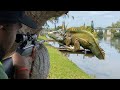 Wild .22 Cal Air Rifle Iguana Hunting! Florida Iguana Removal!!