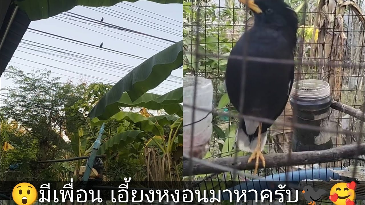 😲มีเพื่อน เอี้ยงหงอนมาหาครับ🐦‍⬛🥰#เอี้ยงหงอน #เอี้ยงพูดได้ #นกเอี้ยง #นกเขา #เอี้ยงจ๋ามหาประลัย🐦‍⬛🔥