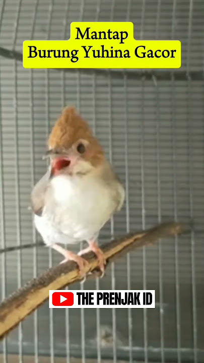 MANTAP BURUNG YUHINA GACOR MIRIP PRENJAK !!!