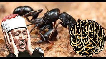 عبد الباسط عبد الصمد سورة نمل 1984 أنجليك صوت أفضل في العالم الله يبارك له تلاوة سورة نامل