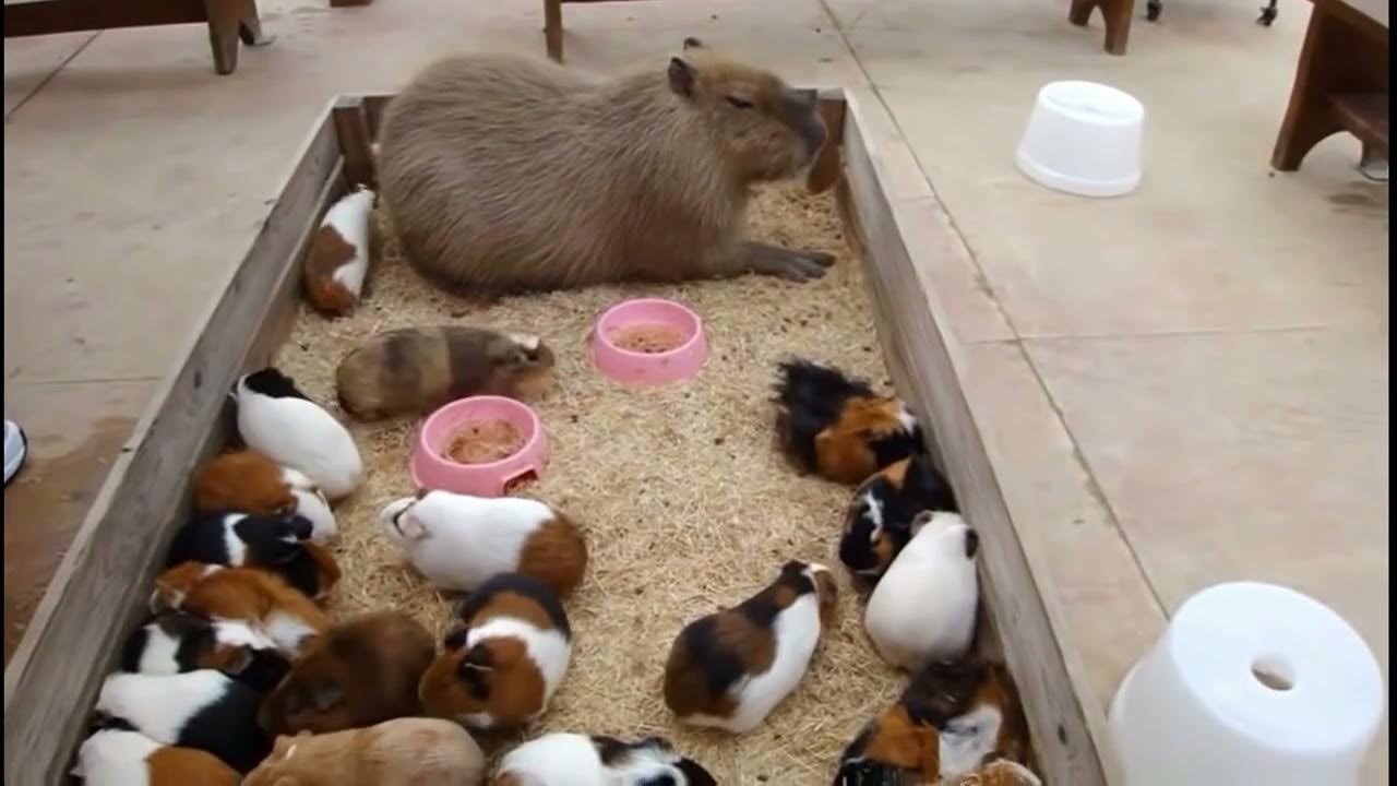 Capybara farts on guinea pig (head shaking) YouTube