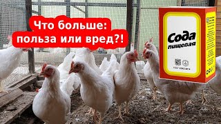 СОДА - ПОЛЬЗА ИЛИ ВРЕД КУРАМ? Восстановление яйценоскости у несушек, лечение и дезинфекция