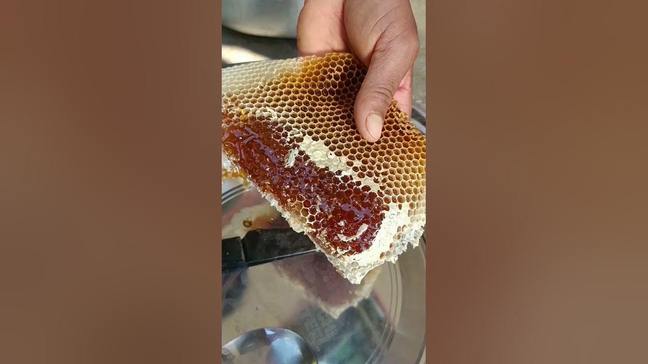 100 % pure honey 🍯🐝 #shorts #purehoney #honeybees #shortsfeed