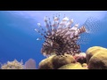 Lion Fish vs Green Moray