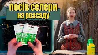 Сіємо СЕЛЕРУ на РОЗСАДУ. Повний гайд по пророщенню насіння