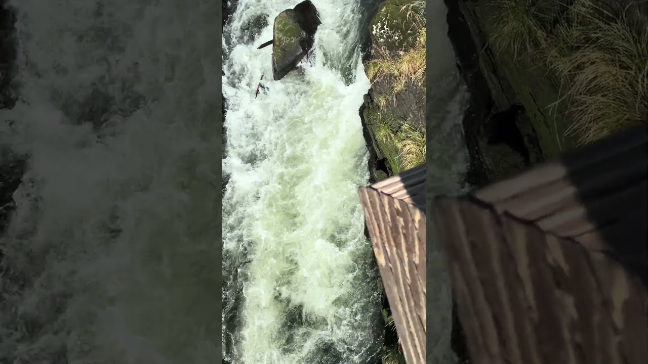 Salmon Ladder in Ketchikan