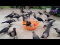 Angry kauwa ki awaaz | Very loud voice of crow sound | Crow bird Fight for Food P797