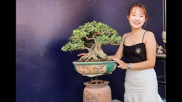 Bonsai Ứng | Giao lưu cùng ace cây nguyệt quế. Ace xin liên hệ 0934 094 679 Ứng. Xin cảm ơn !!!