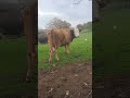Sarıkız bana ne diyor acaba ?😃🐄