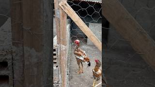 Frangos E Reprodutores De Elite Qualidade Gigante Em Cada Detalhe