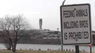 USDA WORKING TO PREVENT BIRD-PLANE COLLISIONS