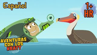 Aventuras del Caribe | Temporada 3 [episodios completos] Aventuras con los Kratt