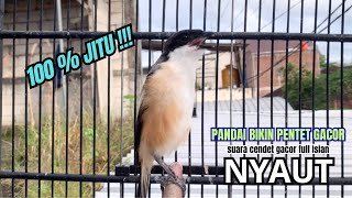 cendet gacor ISIAN HANDAL buat PANCINGAN CENDET AGAR BUNYI bikin BURUNG PENTET GACOR RAJIN BUNYI