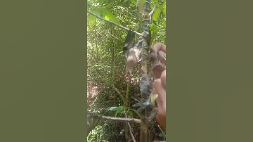 Mikat rambatan dapat bayak part1