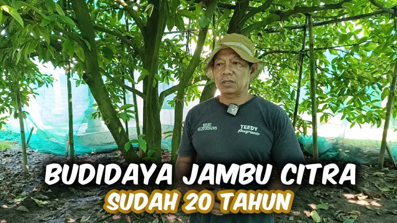 Budidaya Jambu Citra Sudah 20 Tahun‼️Beginilah Prospeknya Hingga Saat ini
