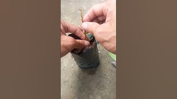 Plant grafting and tree care techniques - Kỹ thuật ghép và chăm sóc cây #1989