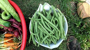 2 tricks to double your bush & pole bean yields