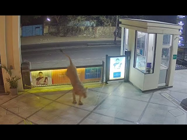 CCTV catches an Asiatic lion entering Junagadh hotel | Asiatic Lion Viral Video