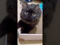 POV: Mommy won’t stop videoing me.😼#kima #cutepet #blackcat #turkishpersian #cats #kitten