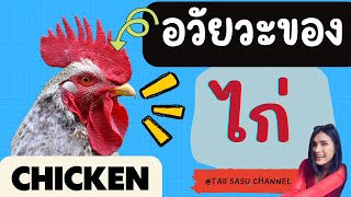 Parts of a Chicken | อวัยวะของไก่ | ภาษาอังกฤษวันละนิด