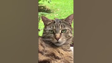 Thumbnail of A song to Luna my Cute adorable cat #catlovers  #catvideos #luna #america #song