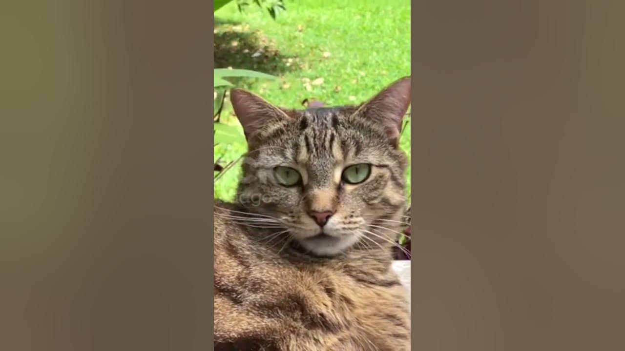 A song to Luna my Cute adorable cat #catlovers #catvideos #luna #america #song A song to Luna my Cute adorable cat #catlovers #catvideos #luna #america #song