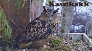 Kassikakk::Bubo bubo