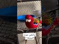 تغريد طائر الروزيلا Birds Cockatoosinging Birdsinging Cockatiel Cockateilwhistling Birdsounds تغريد طائر الروزيلا Birds Cockatoosinging Birdsinging Cockatiel Cockateilwhistling Birdsounds