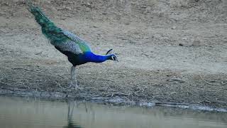 POND AREA IN DESERT IS THE ULTIMATE PLACE TO SEA  BEAUTIFUL PEACOCK AND LISTEN SWEET SONGS OF BIRDS