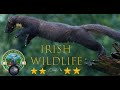 Irish wildlife  a short film