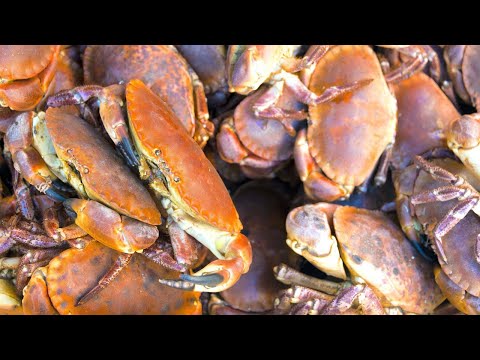 Video: Unde este cel mai bun loc pentru crabing?