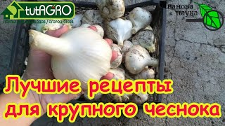 видео: В ЧЕМ ЗАМОЧИТЬ ЧЕСНОК ПЕРЕД ПОСАДКОЙ? Самые мощные рецепты для идеального роста чеснока. картинка: В ЧЕМ ЗАМОЧИТЬ ЧЕСНОК ПЕРЕД ПОСАДКОЙ? Самые мощные рецепты для идеального роста чеснока.