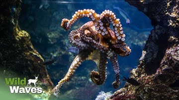 How Do Octopuses Solve The Complex Puzzles | Wild Waves