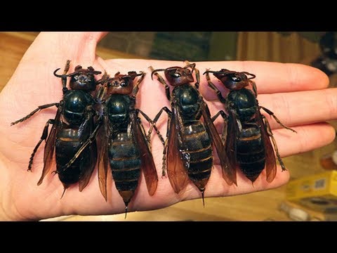 Video: Mistä Löydettiin Vanhin Hyönteinen?