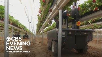 Strawberry-picking robots help farmers amid drought