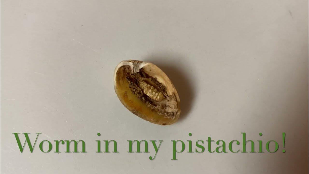 Worm in my Pistachio Nuts COOL Navel Orangeworm Larvae found in food