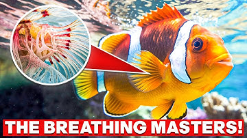 Why Fish Are Better at Breathing Than You Are