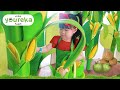 Yuk Panen Kelapa Jagung Coklat Petik Teh & Buah -  Anak Belajar dan Bermain di Youreka Kids Farm