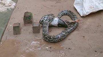 Indian Rock Python Snake Rescue: