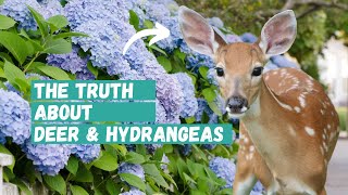 How to Keep Deer Away from Hydrangeas | Hydrangea | Deer | Hydrangea Care