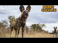 Perro Salvaje Africano - El depredador más efectivo y letal (Lycaon Pictus)