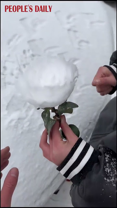 Do you want to make a snow rose?