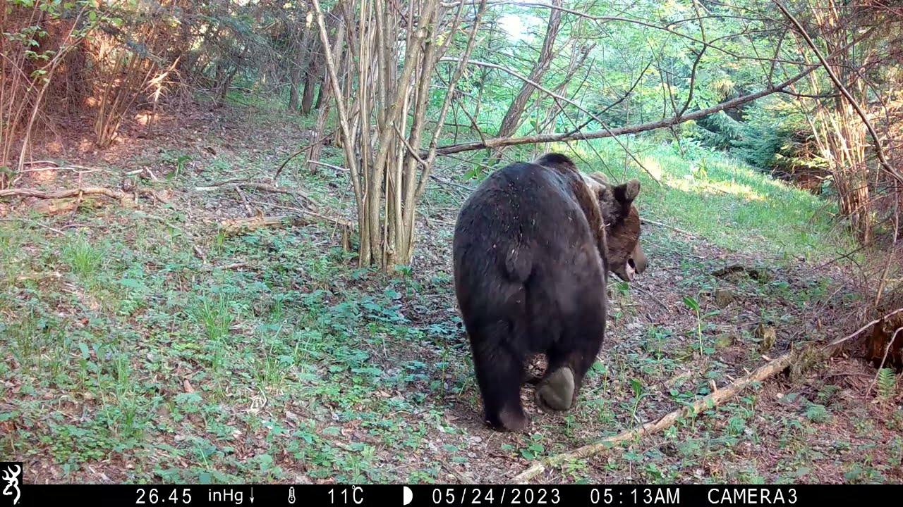 Interspecific (interspecies) scent communication - Amendment 1