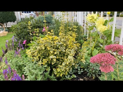 Vídeo: Como e quando podar o Euonymus - Cortando o Evergreen Euonymus