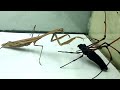 Gray Mantis Vs Black Spider - The end