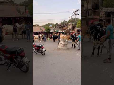 Cow and camel gang ready😍😎 #foryou #qurbanvlogs #cow #animals #qurbani2026 #cowlover #viral