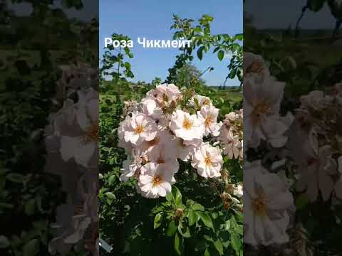 Чикмейт плетистый клаймблер