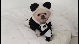 Reason Why My Dog's Face Turned into a Panda :( Good News and Bad News for Pongki...
